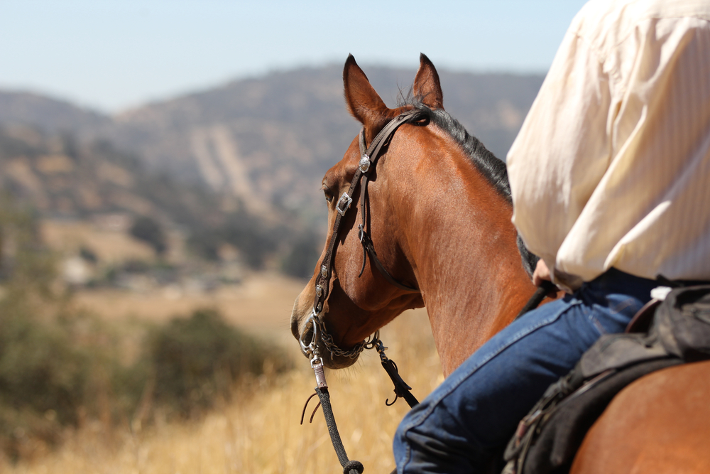 Where To Go Horseback Riding In Fayetteville